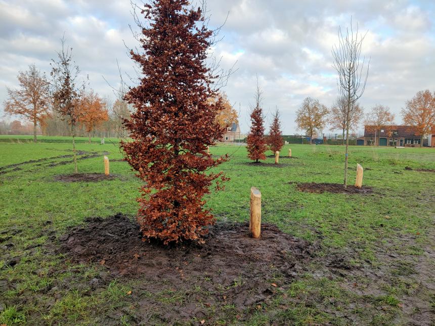 Foto bomen levensbos