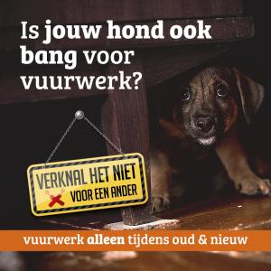Verknal het niet - is jouw hond ook bang voor vuurwerk?